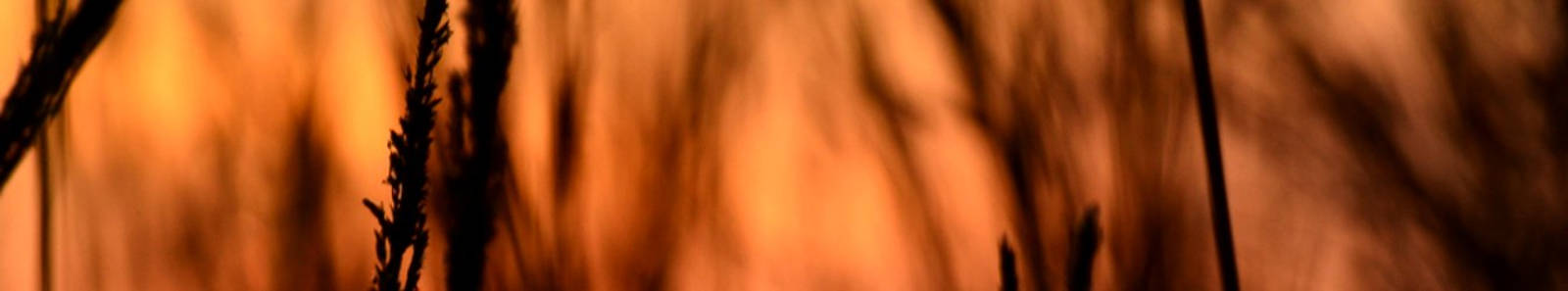 Packaged safaris - Roy's flexible safaris