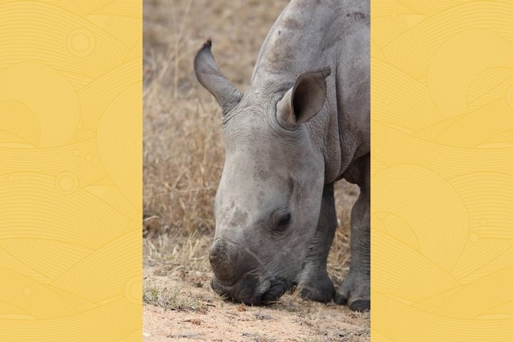 baby-rhino