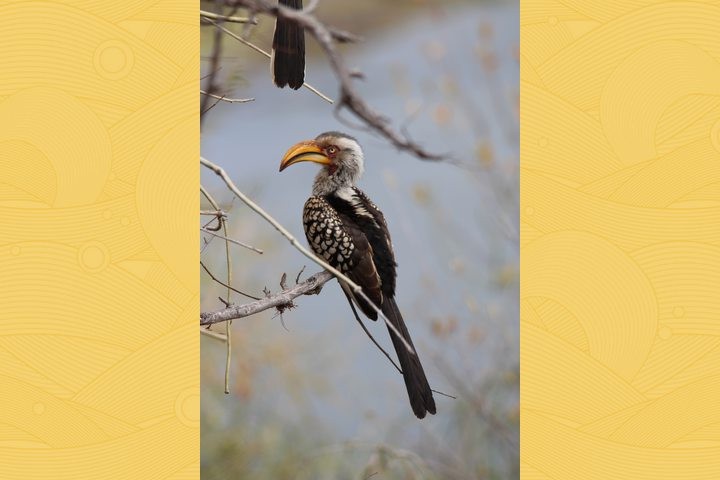 hornbill